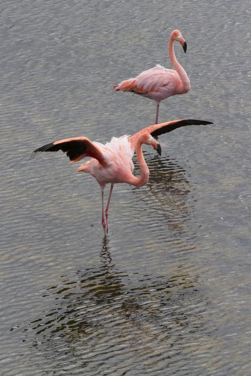 Paraiso de Isabela Puerto Villamil Bagian luar foto