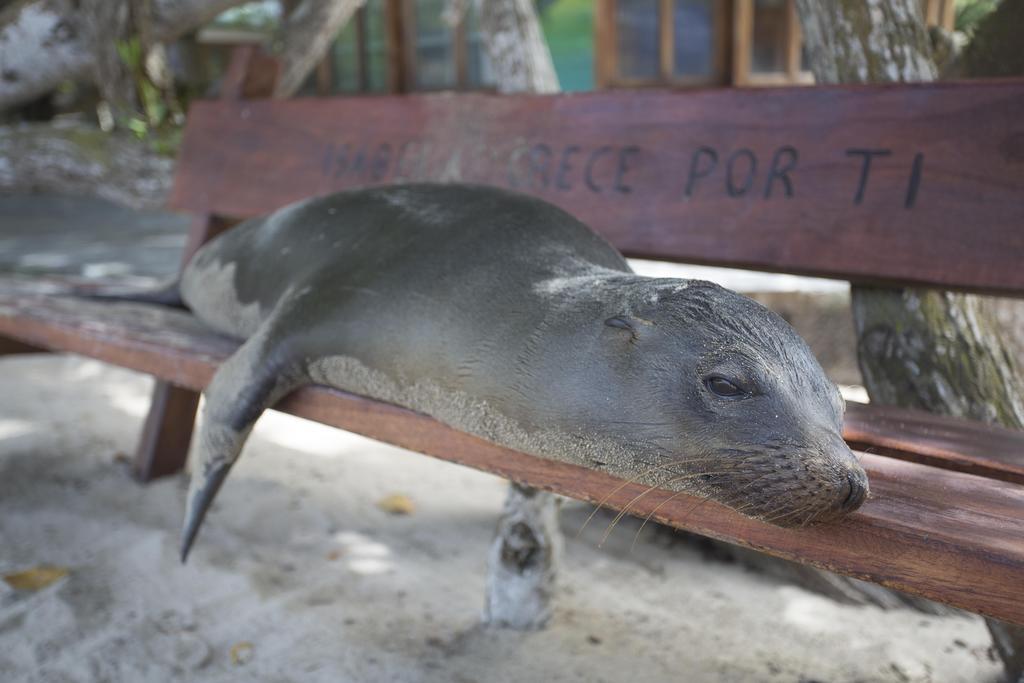 Paraiso de Isabela Puerto Villamil Bagian luar foto