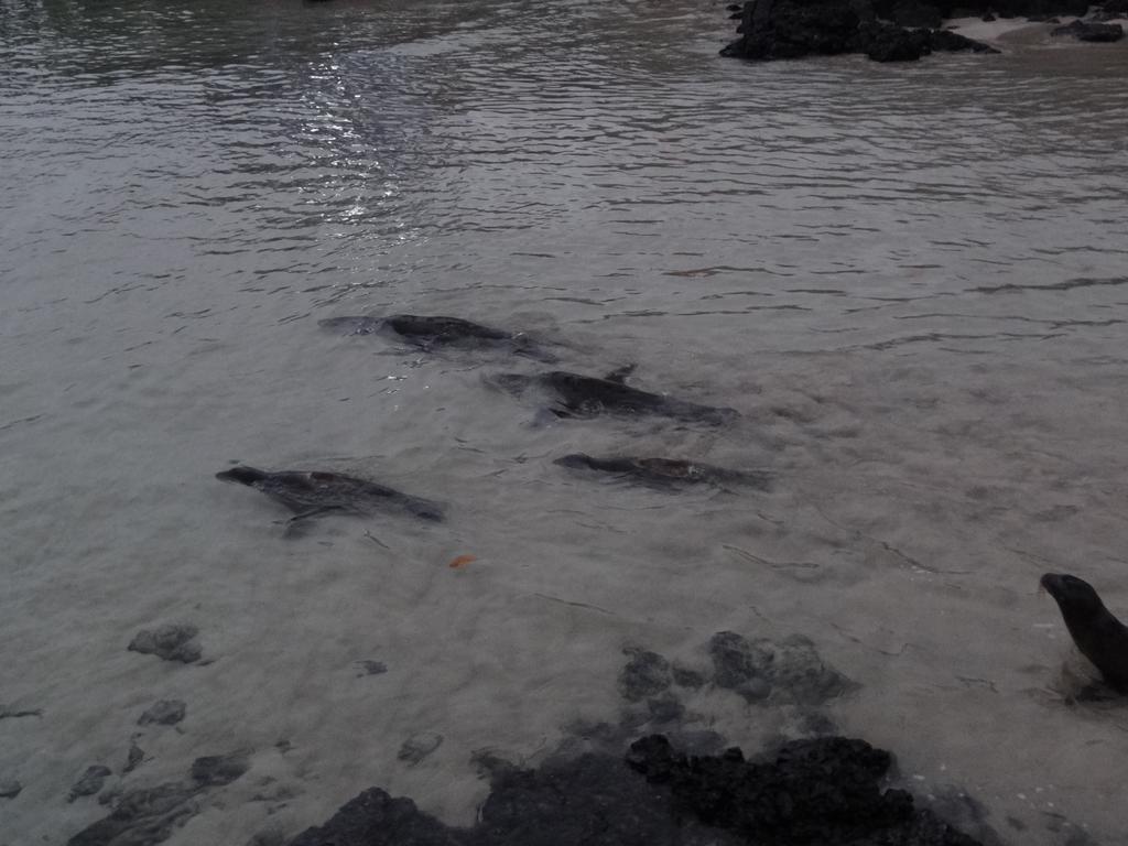 Paraiso de Isabela Puerto Villamil Bagian luar foto